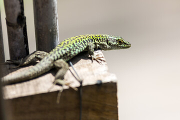 Lizard