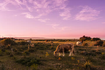 Panorama with cows