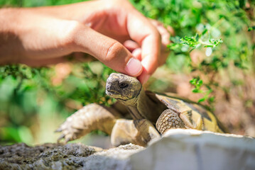 Man's finger petting and touching a wild tortoise's head, natural surrounding, summer day