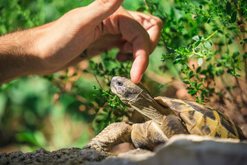 Man's finger petting and touching a wild tortoise's head, natural surrounding, summer day