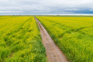 Aerial view of yellow cole flowers flowering in the lakeside of qinghai lake,China