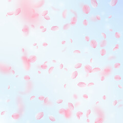 Sakura petals falling down. Romantic pink flowers falling rain. Flying petals on blue sky square background. Love, romance concept. Likable wedding invitation.