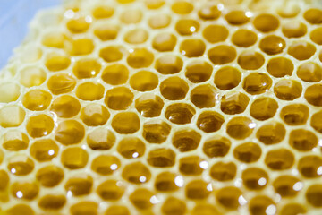 Natural comb of raw honey