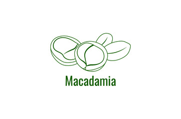 Fototapeta premium Macadamia nuts line art vector illustration 
