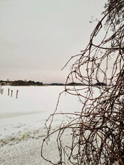 tree on the beach