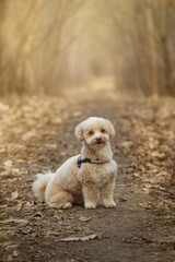 toy poodle mini poodle dog sitting