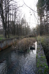 river in the forest