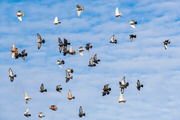 Large flock of domestic carrier pigeons flies against blue autumn cloudy sky.
