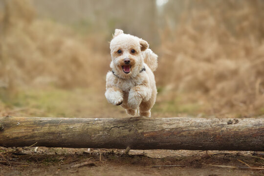 Toy Poodle Mini Poodle Dog Jumping