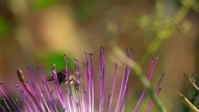 Bee flying around caper flower with pollen close up
slow motion shot from israel 

