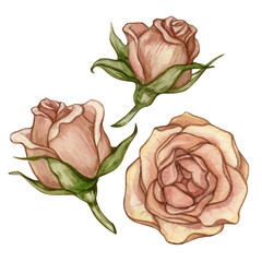 Set of watercolor illustrations with vintage pink roses isolated on a white background.