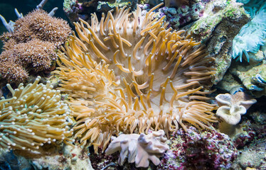 Naklejka na ściany i meble Giant sea anemone