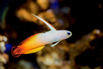 Fire Goby Fish.