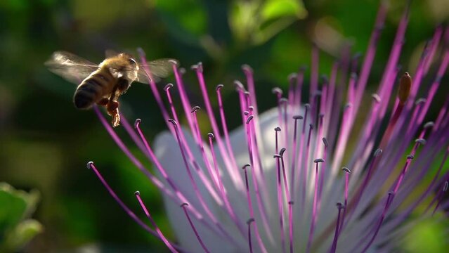 Bee flying around caper flower with pollen close up
slow motion shot from israel 
