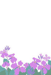 Fototapeta na wymiar ムラサキハナナ（紫花菜）ショカツサイ（諸葛菜）花大根のイラストフレーム　はがきサイズ縦型