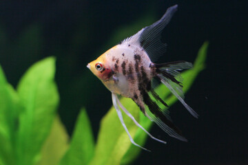 Obraz premium Aquarium with some tropical fisches