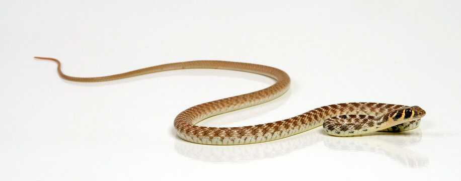Rogers' Racer // Andersons Pfeilnatter, Rogers Renner (Platyceps rogersi)