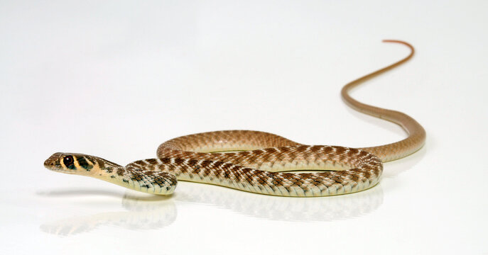 Rogers' Racer // Andersons Pfeilnatter, Rogers Renner (Platyceps rogersi)