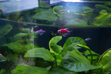 A closeup shot of a fish in an aquarium behind the glass against a seaweed