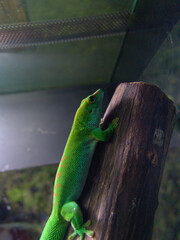 green lizard