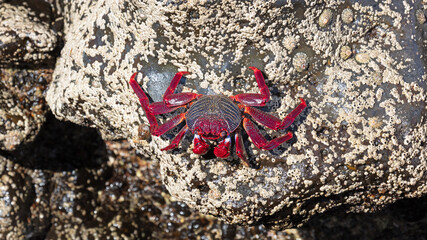 Moorish Crab or Red Crab (Grapsus adscensionis) on Lanzarote island