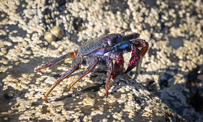 Moorish Crab or Red Crab (Grapsus adscensionis) on Lanzarote island