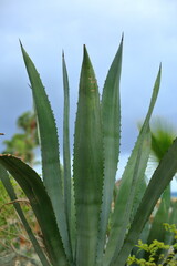 aloe vera plant in sky