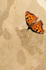 Fototapeta na wymiar Common leopard butterfly also known as spotted rustic butterfly, Phalanta phalanta, on the bark of a sycamore tree