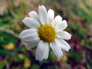 Fototapeta premium beautiful flower
