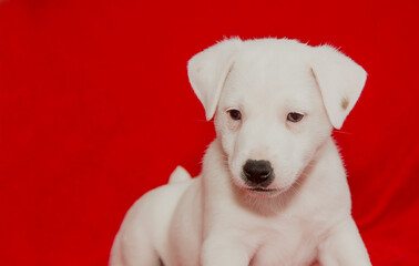 Beautiful white purebred puppy on a red background in the studio.