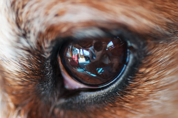 Extreme close-up of dog's eye reflecting a photographer taking the shot