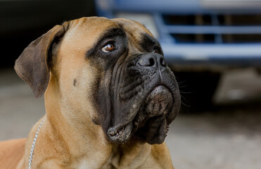 Portrait of a beautiful dog of the Italian breed Cane Corso with an expressive look.