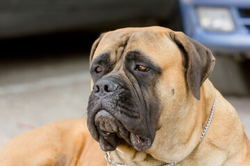 Obraz premium Portrait of a beautiful dog of the Italian breed Cane Corso.