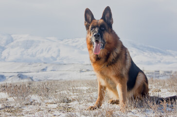 Dog breed German Shepherd on the background of snow-capped mountains.