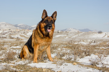 Dog breed German Shepherd on the background of snow-capped mountains.