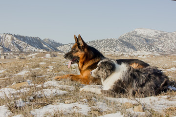 Dog breed German Shepherd on the background of snow-capped mountains.