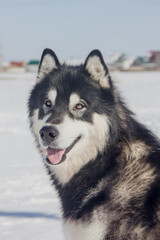 Portrait of a Dog of the Alaskan Malamute breed in a winter day.