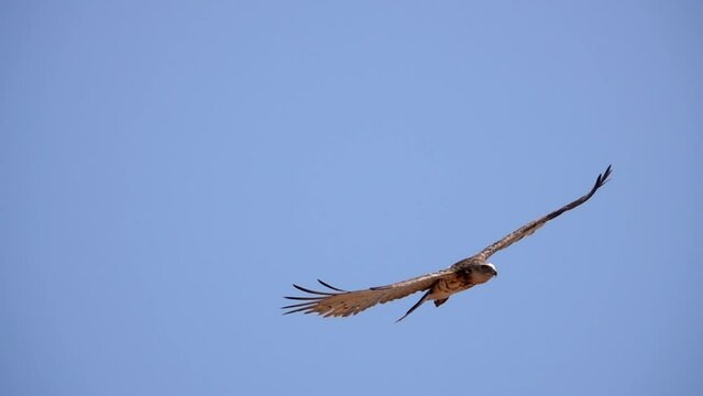 Short toed snake eagle hovering in sky
slow motion shot from israel 
