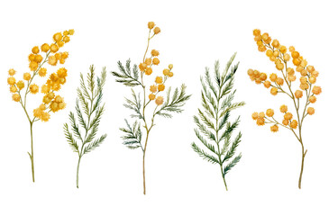 Mimosa yellow spring flowers set, Watercolor hand drawn illustration isolated on white background. - obrazy, fototapety, plakaty