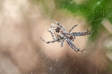 Macro of a spider in fine woven web, argiope lobata