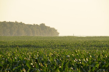field of wheat in the morning