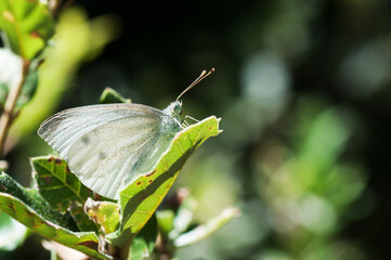 Pieris brassicae, Cabbage butterfly also known as the large white sitting on a green leaf
