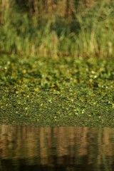 green grass and water