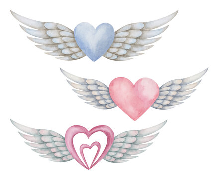 Watercolor illustration of hand painted pink, blue hearts with grey bird spread wing feathers as angel Cupid, cherub. Isolated clip art elements for wedding invitation. Love card for Valentine's Day