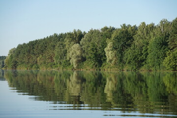 trees on the lake