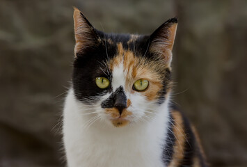 Beautiful Tricolor Cat in a clear afternoon portrait.