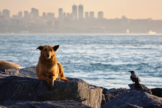 A large stray dog and crow lies on the seashore against the backdrop of the city. Travel to Istanbul, Turkey.