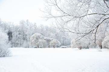 Trees and branches in the snow. Winter forest. Fabulous winter landscape, trees in the snow, cold, snowy winter