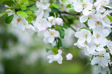 Branches of blossoming apple tree macro with soft focus against the background of gentle greenery.  Beautiful floral image of spring nature.