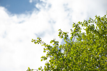 Young birch branches against the blue sky. Spring green background. Juicy greens